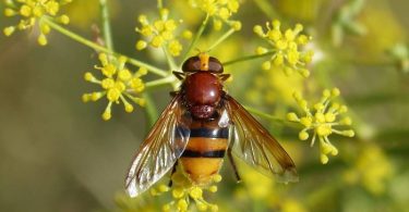 Insectos beneficiosos para el jardín