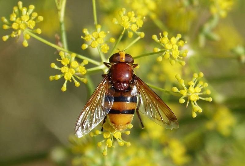 Insectos beneficiosos para el jardín