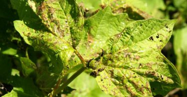 Cómo eliminar insectos del jardín con estas soluciones naturales