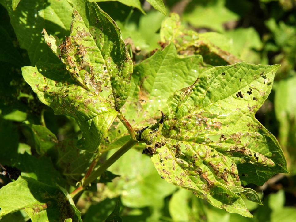 Cómo eliminar insectos del jardín con estas soluciones naturales