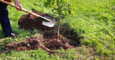 Aprende cómo trasplantar un árbol de forma correcta