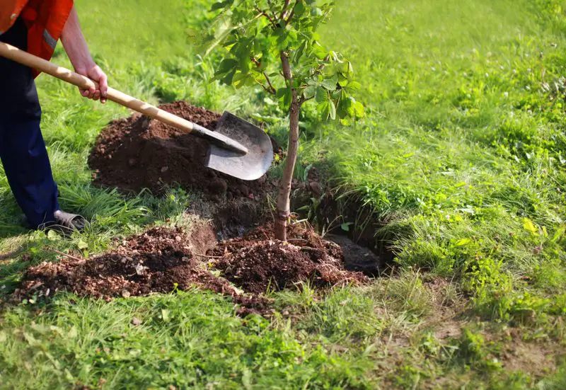 Aprende cómo trasplantar un árbol de forma correcta