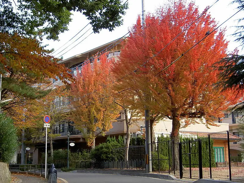 Acer buergerianum para tener en el exterior de la casa