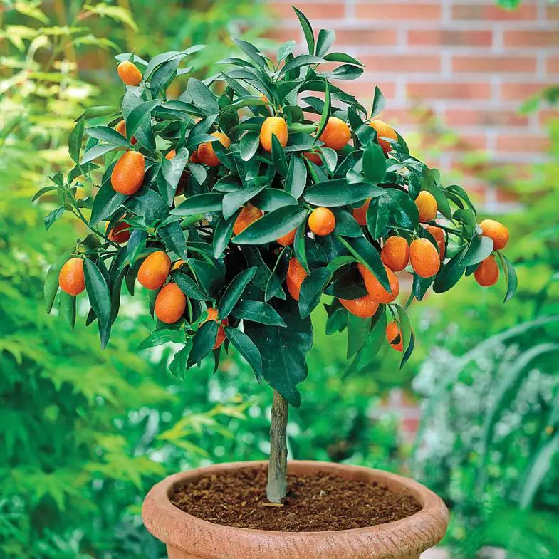 Calamondín para el interior del hogar