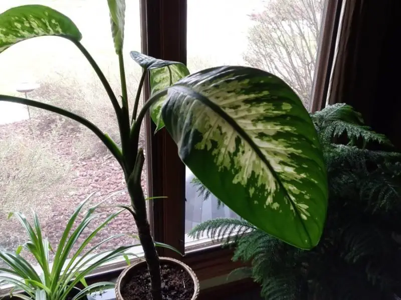 Dieffenbachia para crecer dentro de la casa