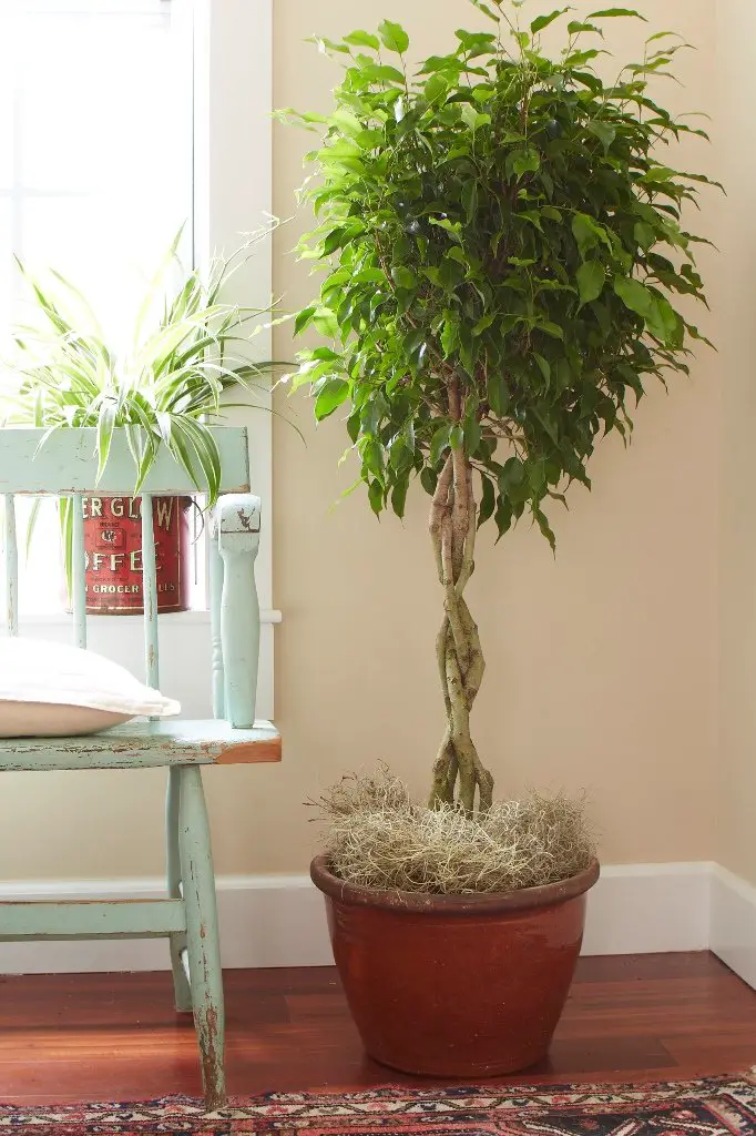 Ficus Benjamina cerca de una ventana