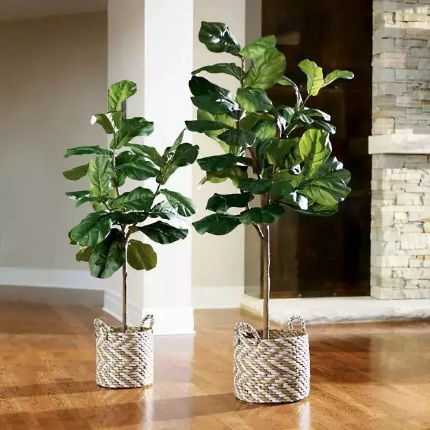 Una excelente planta para el interior del hogar