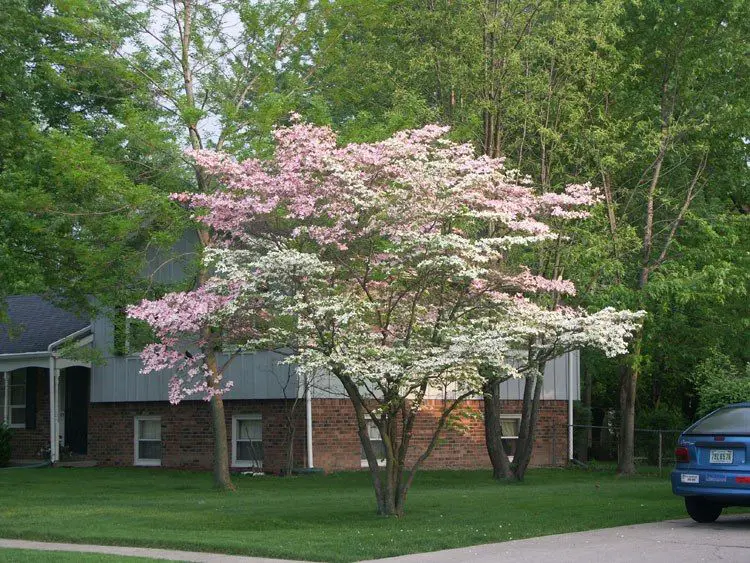 Hybrid Serviceberry -arbol ideal para poner en la vereda