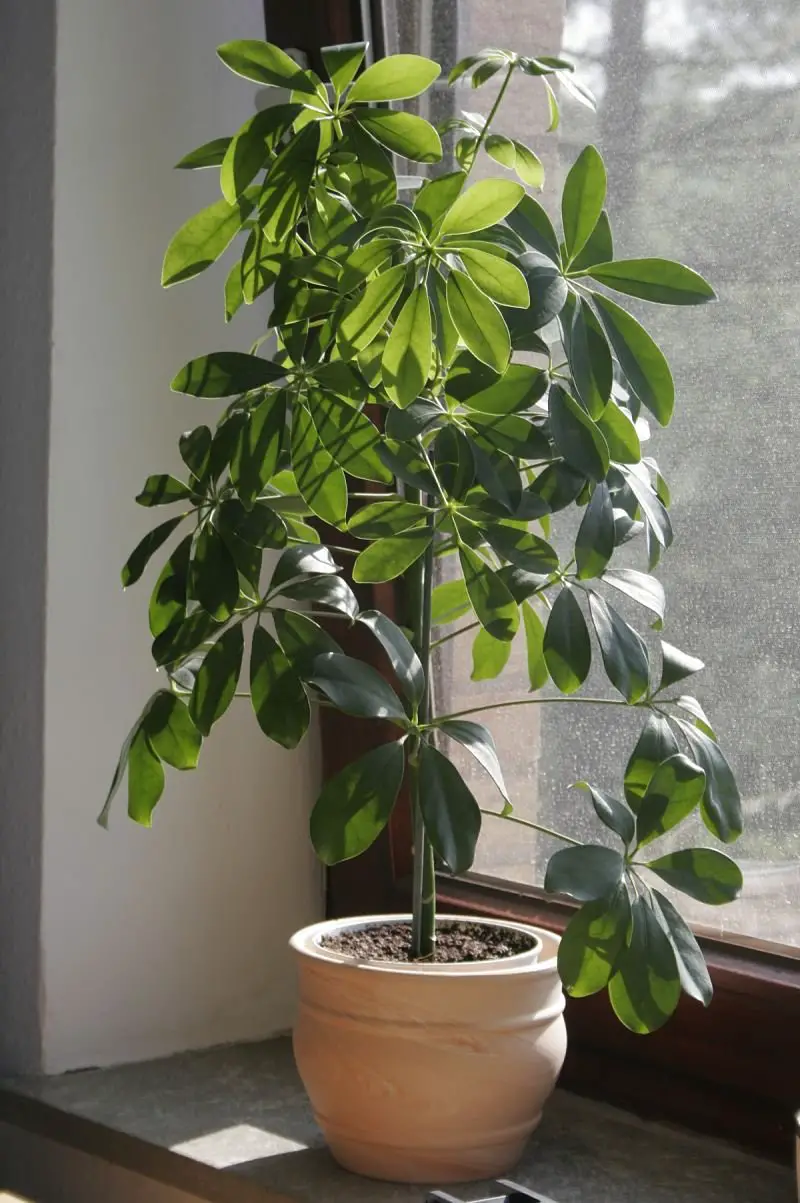 Schefflera actinophylla para tener en el interior del hogar