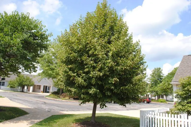 árbol Tilia cordata: Littleleaf Linden