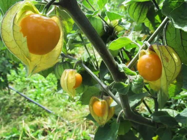 Uchuva un árbol frutal para tener en casa