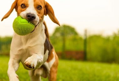 aditivos plásticos presentes en los juguetes para mascotas