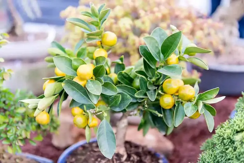 árbol enano de mandarinas