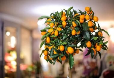 Árboles frutales que puedes crecer en el interior