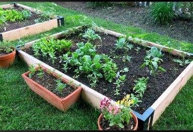 Aprende c´ómo usar el compost una vez terminado