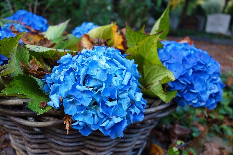 Cómo cuidar las hortensias y evitar los errores