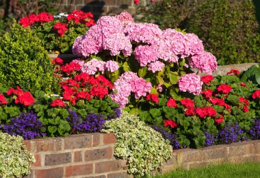Las flores más resistentes al sol
