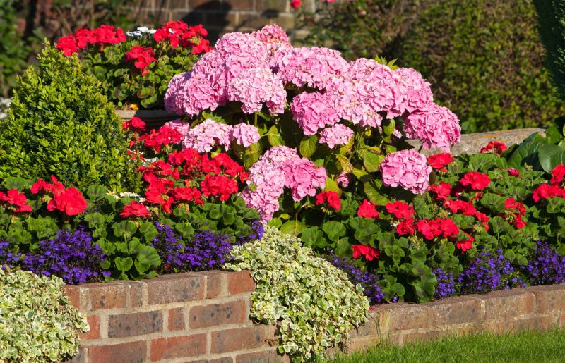 Las flores más resistentes al sol