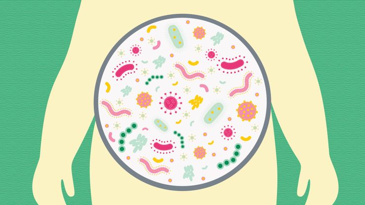 intestino sano