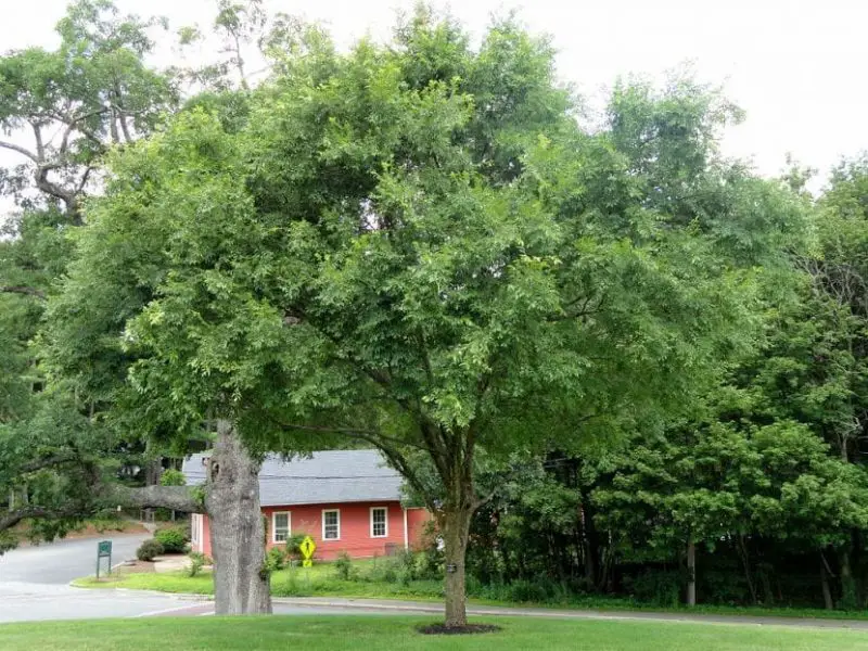 Ulmus parvifolia un árbol ideal para crecer en las aceras