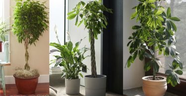 Las plantas que pueden crecer en el interior del hogar