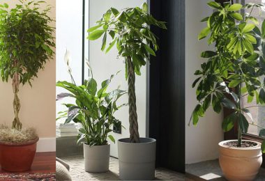 Las plantas que pueden crecer en el interior del hogar