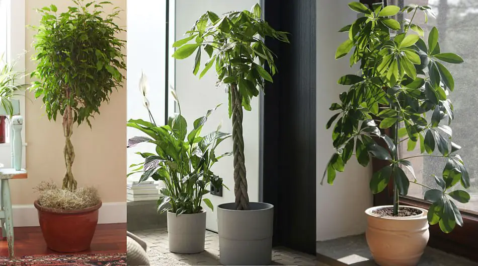 Las plantas que pueden crecer en el interior del hogar