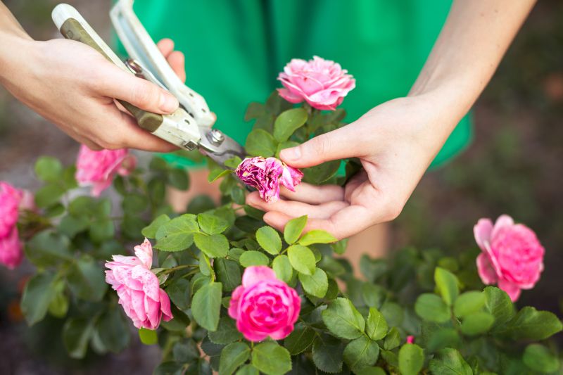 Aprende cómo podar las rosas