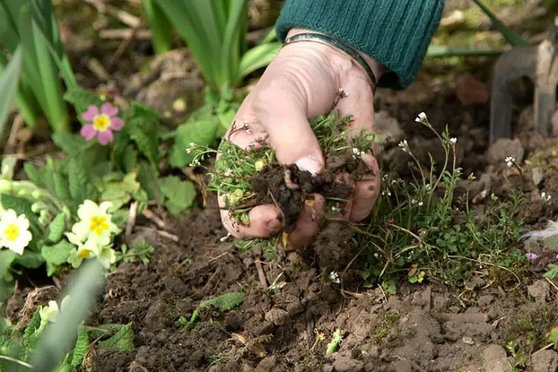 Tratar el moho en las plantas