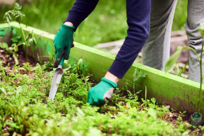 Soluciones naturales para el jardín