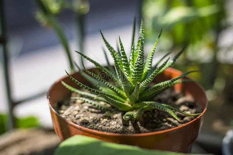 Aloe vera para el interior