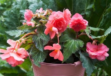 Cómo cuidar begonias y tener flores muy coloridas
