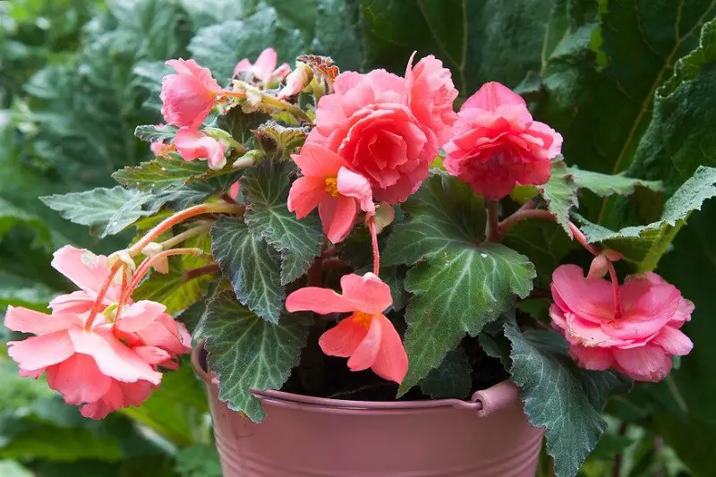 Cómo cuidar begonias y tener flores muy coloridas