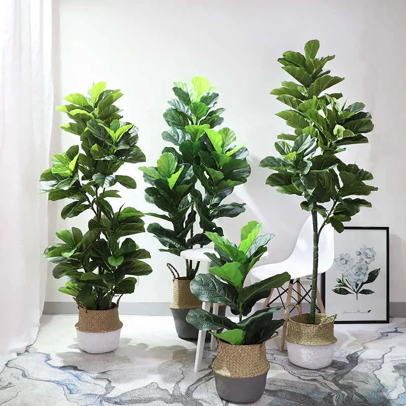 Ficus para tener en el interior del hogar