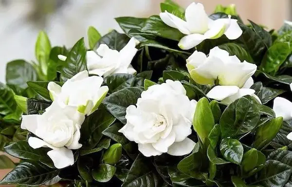 las flores de gardenia