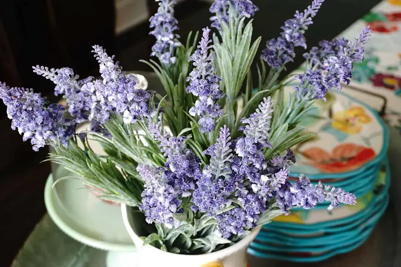 Planta de lavanda para tener en el cuarto e impulsar nuestra energía mejorando el estado de ánimo