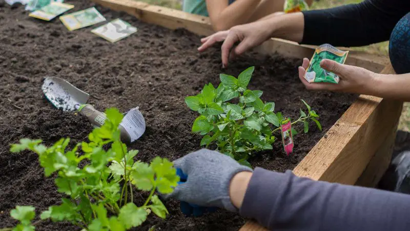 Los mejores ingredientes para poner en la tierra de nuestro jardín