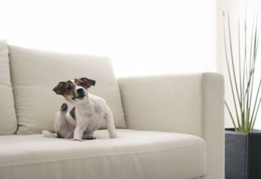 Perro con pulgas rascándose