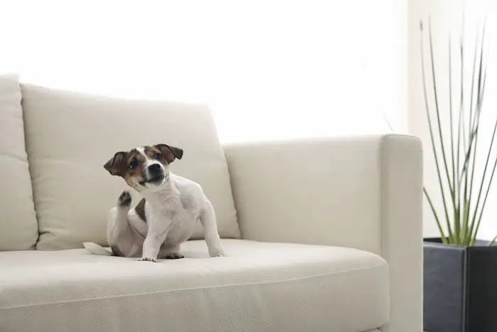 Perro con pulgas rascándose