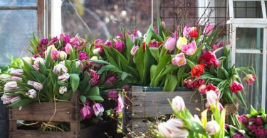 Cómo evitar que los tulipanes se vean caídos