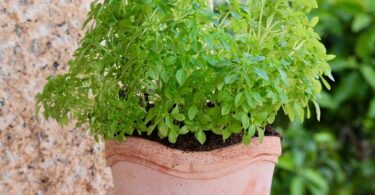 Albahaca en maceta para ahuyentar insectos