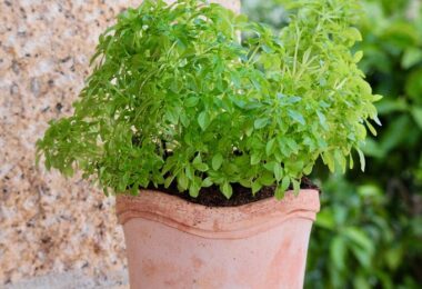 Albahaca en maceta para ahuyentar insectos