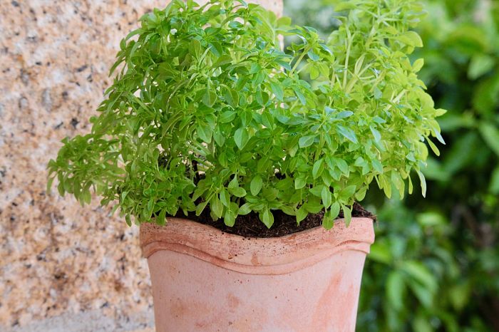 Albahaca en maceta para ahuyentar insectos