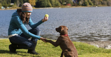 Juegos mentales para perros