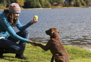 Juegos mentales para perros