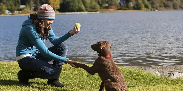 Juegos mentales para perros