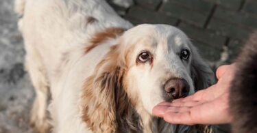 Perros pueden olfatear personas falsas