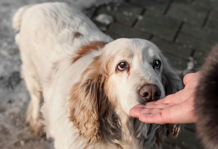 Perros pueden olfatear personas falsas