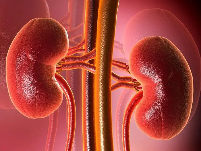 La dieta y el desarrollo de la enfermedad renal crónica