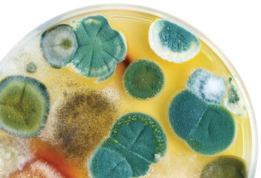 Exposición al moho puede dañar salud intestinal